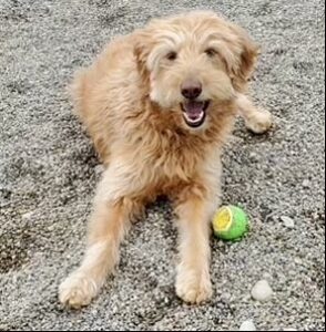 Picture of Ellie a Labradoodle with ball